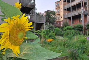 East boston-community garden