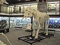 Elephant skeleton museum of osteology