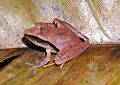Eleutherodactylus mimus
