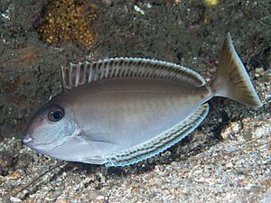 Elongate unicornfish in Night coloration (Naso lopezi) (42955826600).jpg