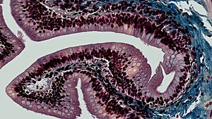 Epithelial Tissues Simple Columnar Epithelium (41006485014)