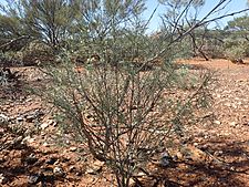 Eremophila oppositifolia angustifolia (habit)