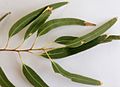 Eucalyptus tereticornis - adult leaves