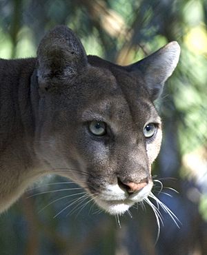 Everglades National Park Florida Panther