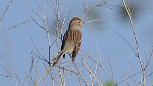 Field Sparrow (8107652354)