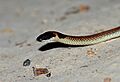 Furina diadema - Red-naped Snake (53f003e83dffffd6d9b8ed45)