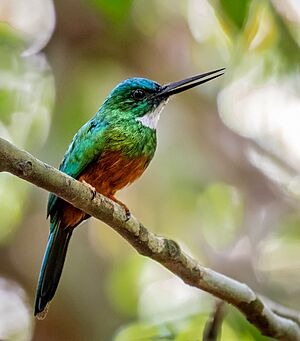 Green-tailed jacamar Facts for Kids