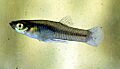 Gambusia affinis male