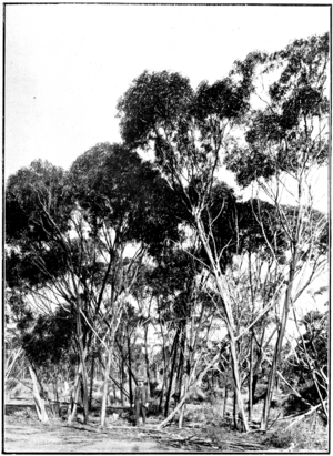 Gimlet in Primer of Forestry Poole 1922