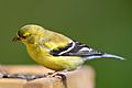Goldfinch (female)