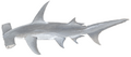 Great hammerhead (Duane Raver)