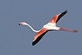 Greater Flamingo AMSM4383