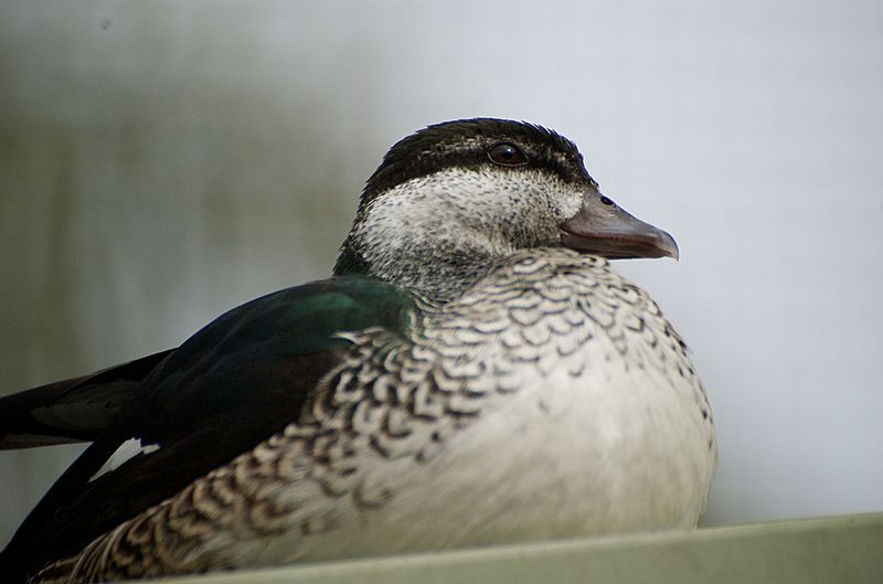 Green Pygmy Goose Sitting