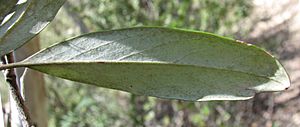 Grevillea victoriae subsp. victoriae leaf lower