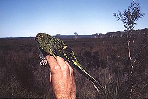 Ground Parrot cooloolah