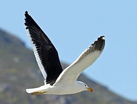 Gull, Cape RWD3