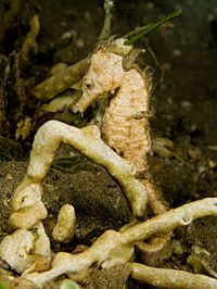 Seahorse Facts for Kids