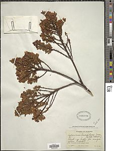 Hypericum laricifolium Juss botantical specimen