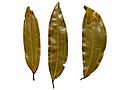 Indian bay leaf - tejpatta - indisches Lorbeerblatt