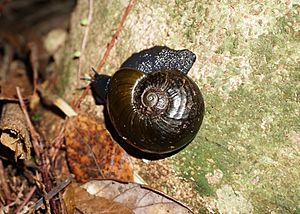 Kauri snail Paryphanta busbyi active at night