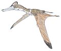 Kryptodrakon