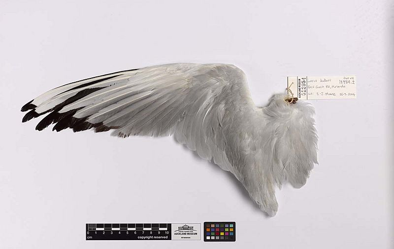 Larus bulleri (AM LB12954-4)