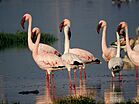 Lesser Flamingos near Jamnagar railway station DSCN1800 1.jpg