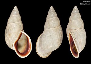 Leucocharis porphyrochila (MNHN-IM-2000-23293)