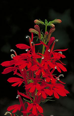 Lobelia cardinalis - Cardinal Flower.jpg
