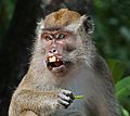 Long-tailed macaque (Macaca fascicularis) Labuk Bay