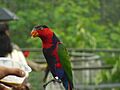 Lorius lory -Jurong Bird Park-6