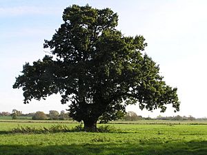 Majestic Oak in the Tove Valley - geograph.org.uk - 281416.jpg