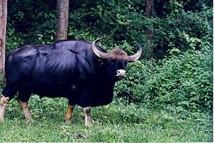 Male Gaur (asiatic wild ox) at Nagarahole wildlife sanctuary
