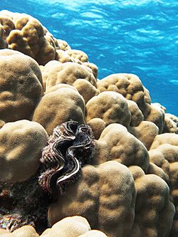Maxima clam on a dome coral