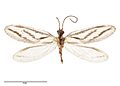 Micromus bifasciatus AMNZ75301