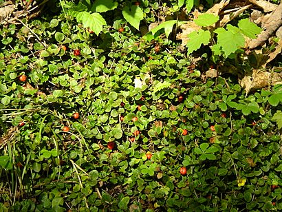 Mitchella repens, berries