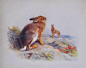Mountain Irish Hare