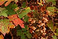 Oakleaf Hydrangea Hydrangea quercifolia Fall Colors 3008px