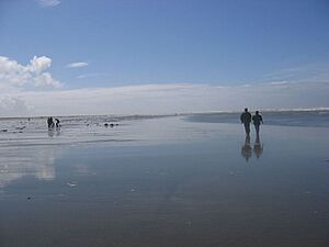 Ocean Shores clam digging