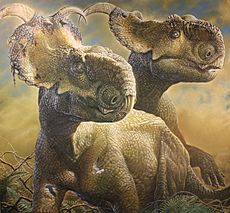Pachyrhinosaurus Perotorum Alaska copyright web