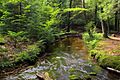 Painter Creek looking downstream