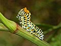 Papilionidae - Papilio machaon-2