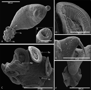 Parasite130103-fig4 Protopolystoma xenopodis (Monogenea, Polystomatidae) Adult