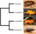 Phylogenetic relationships between Brachycephalus curupira and closely related species