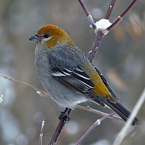 Pine Grosbeak - 51844230805