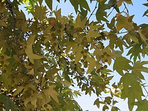 Platanus racemosa California.jpg