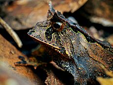 Proceratophrys boiei - Carlos Botelho