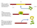 Process of RNA splicing