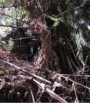 Progradungula otwayensis - Catching ladder in front of a hollow in a large tree fern