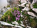 Purple Saxifrage on Sgurr Ban - geograph.org.uk - 68475